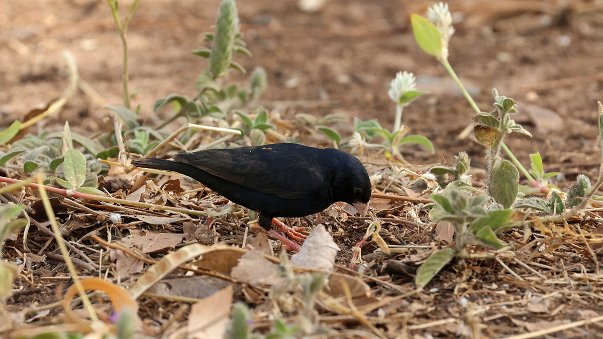 Village Indigobird